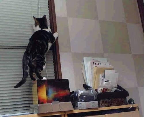 托里·哈斯克女子100米自由泳赛场新星