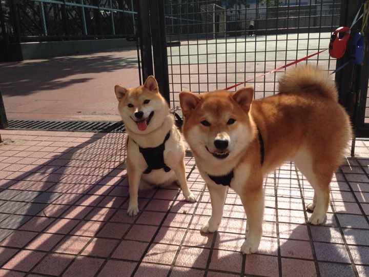 Kaiyun(中国)开云-蝶泳赛后佩拉卡尼点赞陈佳速度