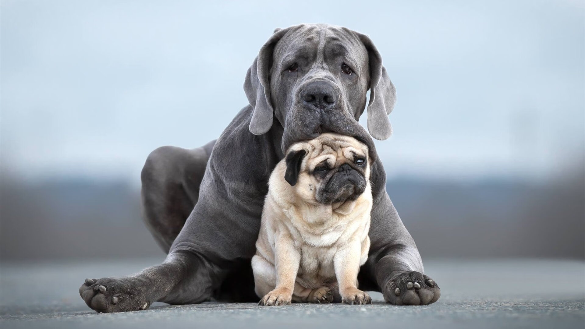 跳水动作流畅韩国实力显现,韩国跳水2021